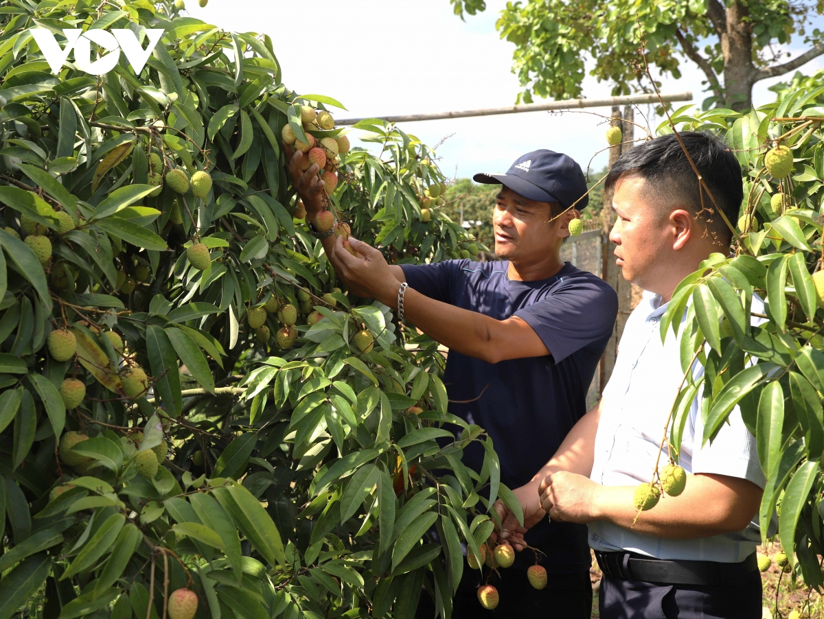 Giá bán buôn vải đầu mùa ở Đắk Lắk là 60.000đ/kg